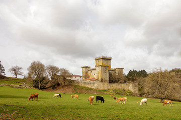Cows grazing in a meadow beside the Castelo De Pambre in Galicia Spain