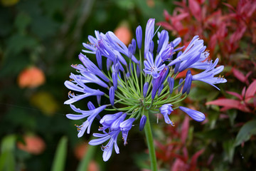 Agapanthus or African lily, is a lily flower originating from Africa.