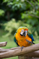 SCARLET MACAW