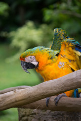 SCARLET MACAW