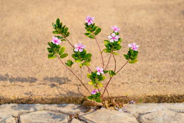 Flowers that grow on sidewalk, Close-up