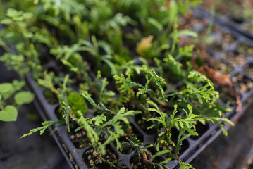 Growing a large number of small plants in cassettes in a greenhouse. Local Seedling Farm