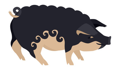 Farming today The Mangalica Breed of domestic pig Vector illustration Isolated object