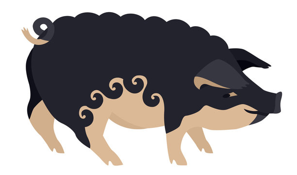 Farming today The Mangalica Breed of domestic pig Vector illustration Isolated object