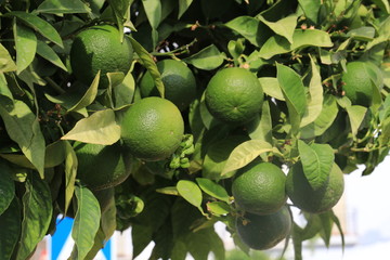 Green limes hanging on a tree in the garden.