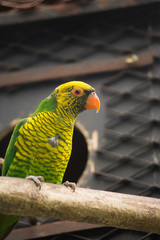 colorful parrot