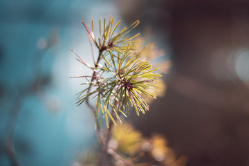 Close up of pine tree branch. Soft focus and shallow depth of field. Brown and blue forest background with wide angle.