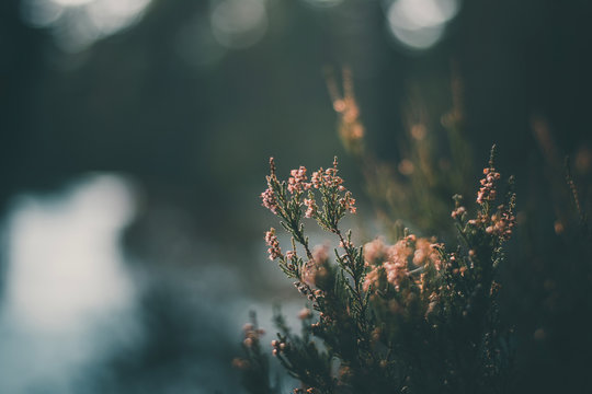 Moody dark close-up of dry, dead heather (Calluna vulgaris) plant in woods. Shallow depth of field, wide angle. Soft focus with dark blurred bokeh winter forest background