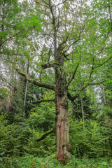 kilkusetletni dąb w Bialowieskim Parku Narodowym