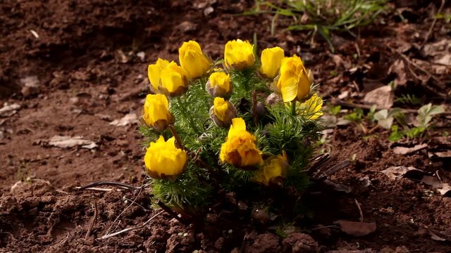 adonis