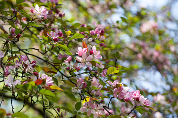 Kolorowe odcienie wiosny lata kwiaty  - obrazy, fototapety, plakaty