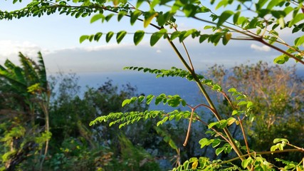 Fototapeta na wymiar Image focus- View through leaves from top of the mountain at Apo Island, Philippines