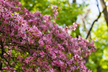 Kolorowe odcienie wiosny lata kwiaty 