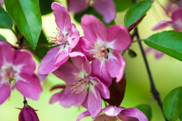 Fototapeta na wymiar Kolorowe odcienie wiosny lata kwiaty 