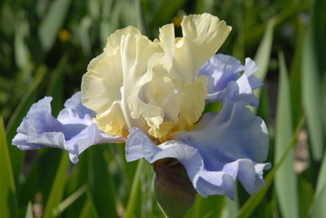 Tall bearded iris, Haut les Voiles