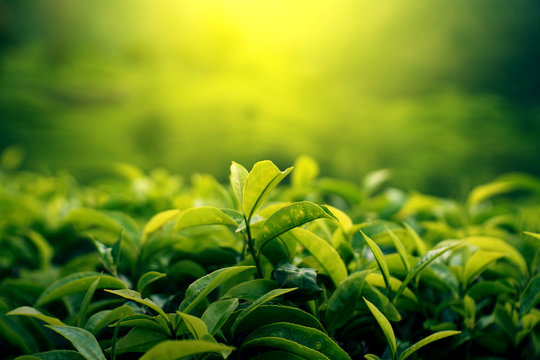 green tea leaf background