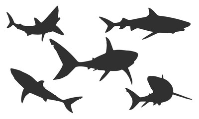 Vector shark silhouettes on a white background