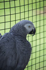 Colorful parakeets