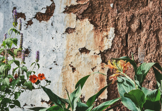 中国雲南の花のある古い家の壁 Processed with VSCO with aga1 preset