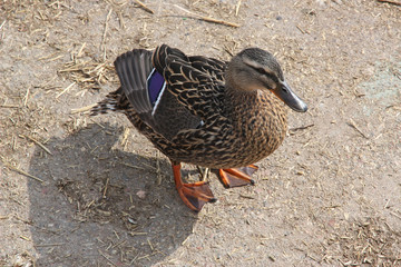 Wild duck drake