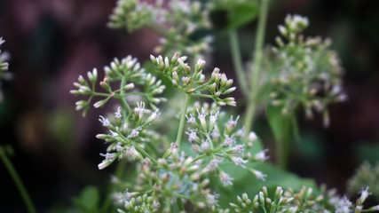 Laurel plant closeup shot