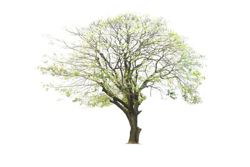 Tree isolated on white background, nature background.