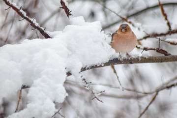 Finch bird winter in wildlife 