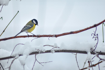 Parus major bird sitting on branch in winter time