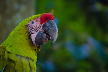 Side portrait of a green macaw in Costa Rica