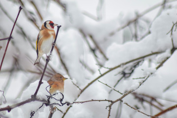 Goldfinch sitting on branch in winter season