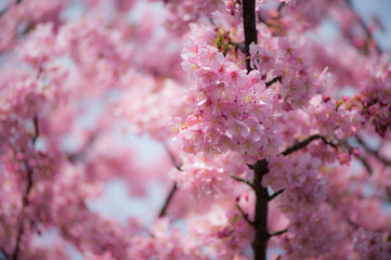 Obraz premium 三浦海岸 河津桜