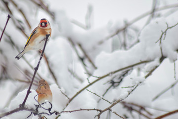 Goldfinch sitting on branch in winter season