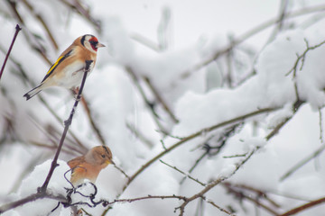 Goldfinch sitting on branch in winter season