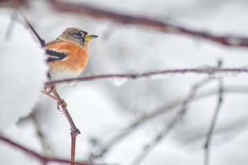 Finch bird winter in wildlife 