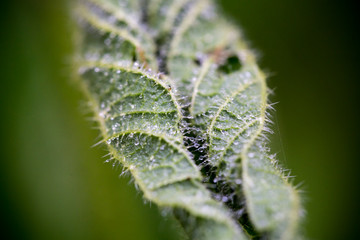 Kolorowe odcienie wiosny lata kwiaty  © _maciej_