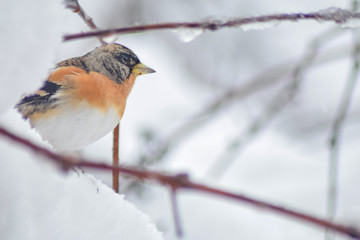Finch bird winter in wildlife 