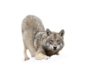 Wolf prepared for the jump isolated on a white background.
