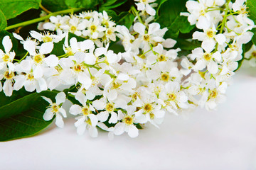 Prunus padus, known as bird cherry hackberry or Mayday tree it is a symbol of love, youth and purity, branches with beautiful fragrant flowers, laurocerasus, cerasus on a white background