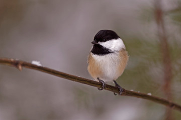 Naklejka premium Mésange à tête noire