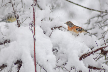 Finch bird winter in wildlife 