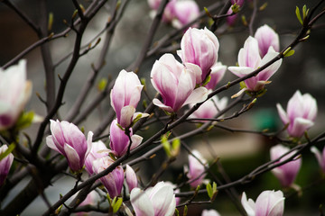 Kolorowe odcienie wiosny lata kwiaty  - obrazy, fototapety, plakaty