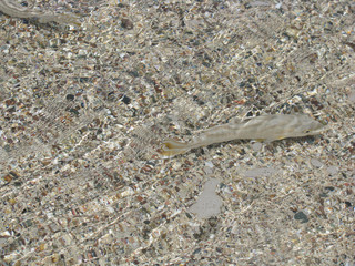 abstract natural background small fishes in coastal water on a background of sand in the Red Sea