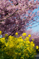 Obraz premium 三浦海岸 河津桜