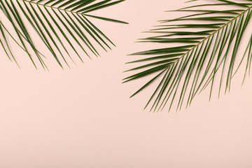 Fototapeta premium Palm plant leaves, the tropical evergreen isolated on pink