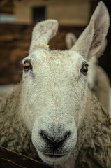 Ram in the stall of a wooden barn. Farm in Scotland