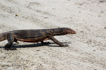 Asian water monitor looking for food during low tide, Thailand