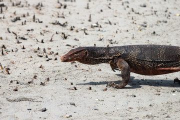 Asian water monitor looking for food during low tide, Thailand
