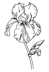 Iris flower outline. Botanical drawing. Sketch. Realistic. Nature. Vector isolated on white background. Template for greeting card, postcard, prints.