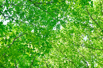 Fototapeta na wymiar 十日町の美人林 新緑のぶな林