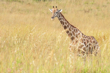 A Giraffe in savanna, South Africa.